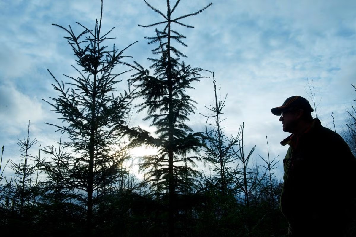 Siluett av skog och skogsägare Mats